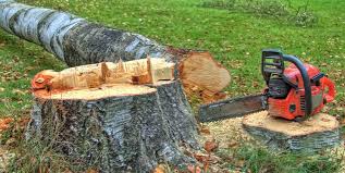 Best Tree Trimming and Pruning  in Jacksboro, TN