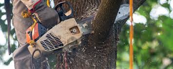 Best Tree and Shrub Care  in Jacksboro, TN