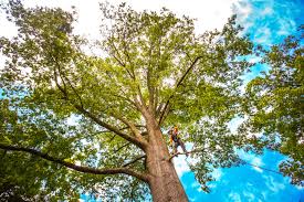 Best Tree Health Inspection  in Jacksboro, TN