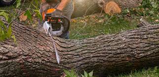 Best Fruit Tree Pruning  in Jacksboro, TN