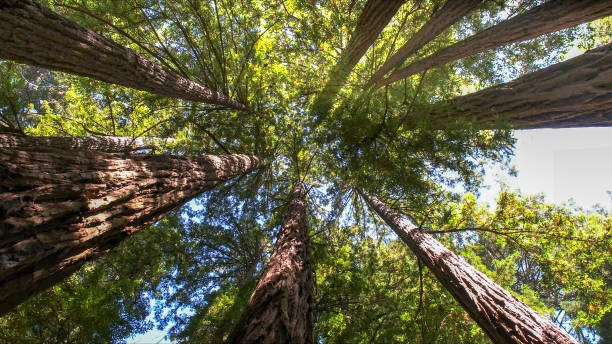 How Our Tree Care Process Works  in  Jacksboro, TN