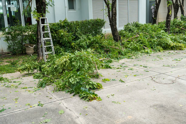 Best Arborist Consultation Services  in Jacksboro, TN