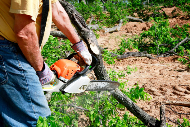 Best Hazardous Tree Removal  in Jacksboro, TN