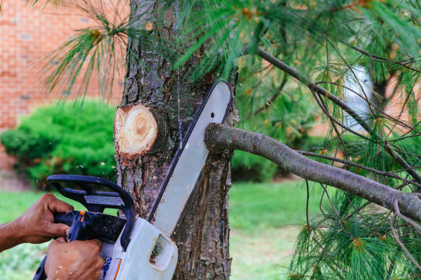  Jacksboro, TN Tree Removal Pros